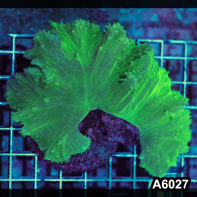 Item#A6027IN6027(M) WYSIWYG Indo Ultra Cabbage Soft Coral