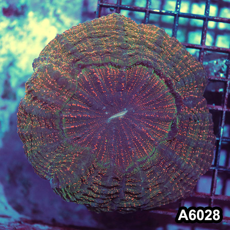 Item#A6028IN6028(M) WYSIWYG Indo Ultra Unique Glitter Acanthophyllia