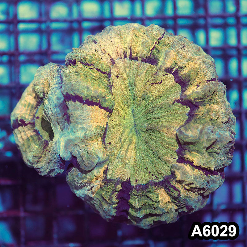 Item#A6029IN6029(L) WYSIWYG Indo Ultra Unique Double Headed Acanthophyllia