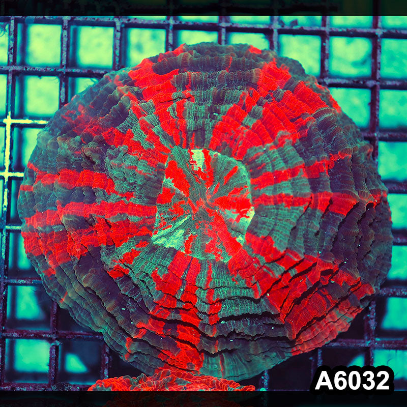 Item#A6032IN6032(M) WYSIWYG Indo Ultra Unique Tiger Acanthophyllia