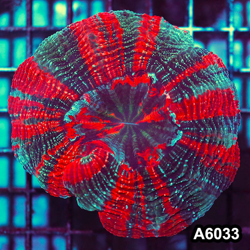 Item#A6033IN6033(M) WYSIWYG Indo Ultra Unique Tiger Acanthophyllia