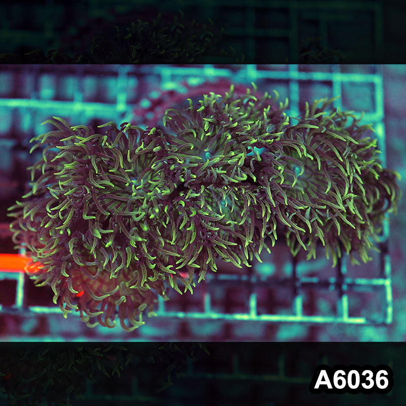 Item#A6036IN6036(M) WYSIWYG Solomon Island Duncan Colony