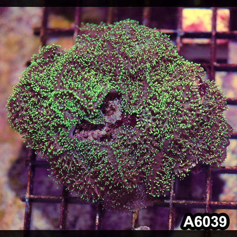 Item#A6039IN6039(M) WYSIWYG Indo Ultra Hairy Mushroom Colony