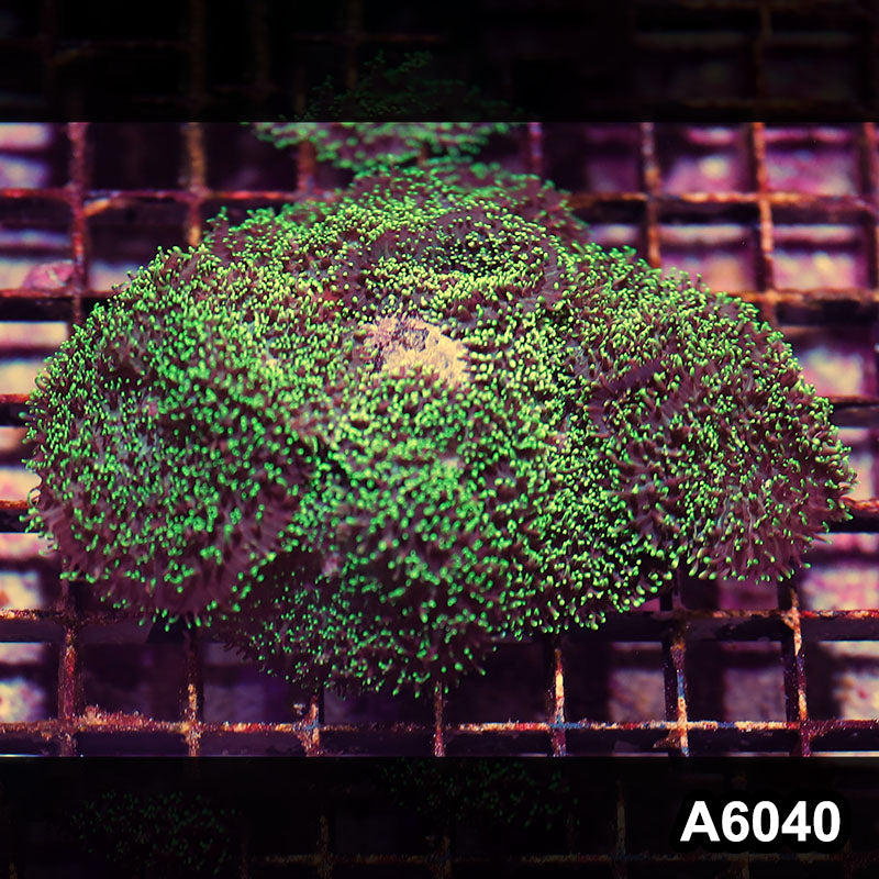 Item#A6040IN6040(M) WYSIWYG Indo Ultra Hairy Mushroom Colony