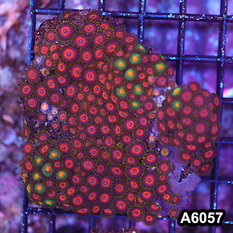 Item#A6057LP6057(M) WYSIWYG Indo Ultra Zoanthid Colony