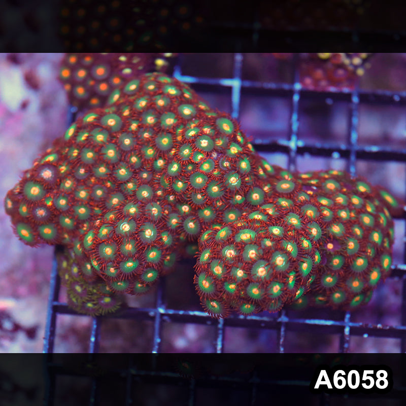 Item#A6058LP6058(M) WYSIWYG Indo Ultra Zoanthid Colony