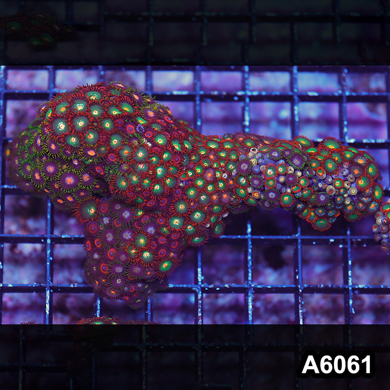 Item#A6061LP6061(L) WYSIWYG Indo Ultra Zoanthid Colony