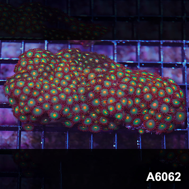 Item#A6062LP6062(M) WYSIWYG Indo Ultra Zoanthid Colony
