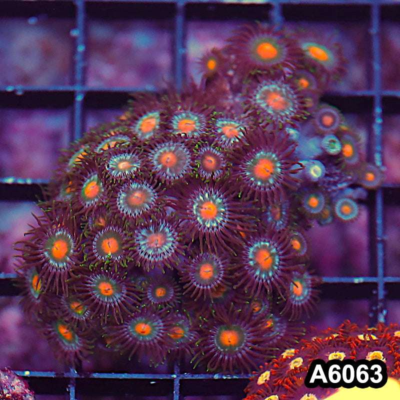 Item#A6063LP6063(S) WYSIWYG Indo Ultra Zoanthid Large Frag