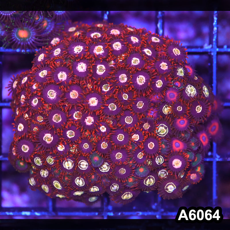 Item#A6064LP6064(S) WYSIWYG Indo Ultra Zoanthid Colony