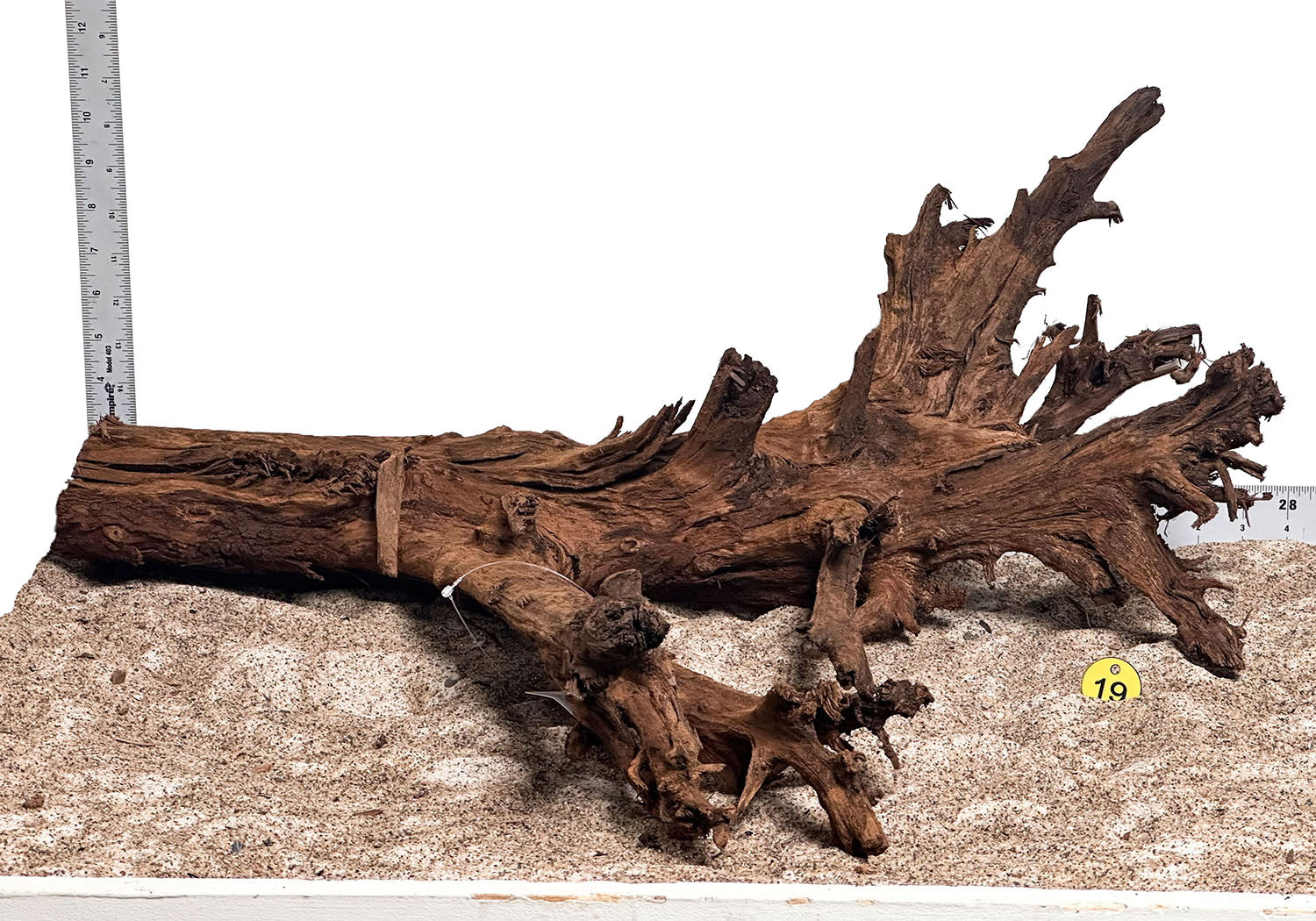 WYSIWYG 19Y - 260801 - Malaysian Mangrove Wood (2XL)