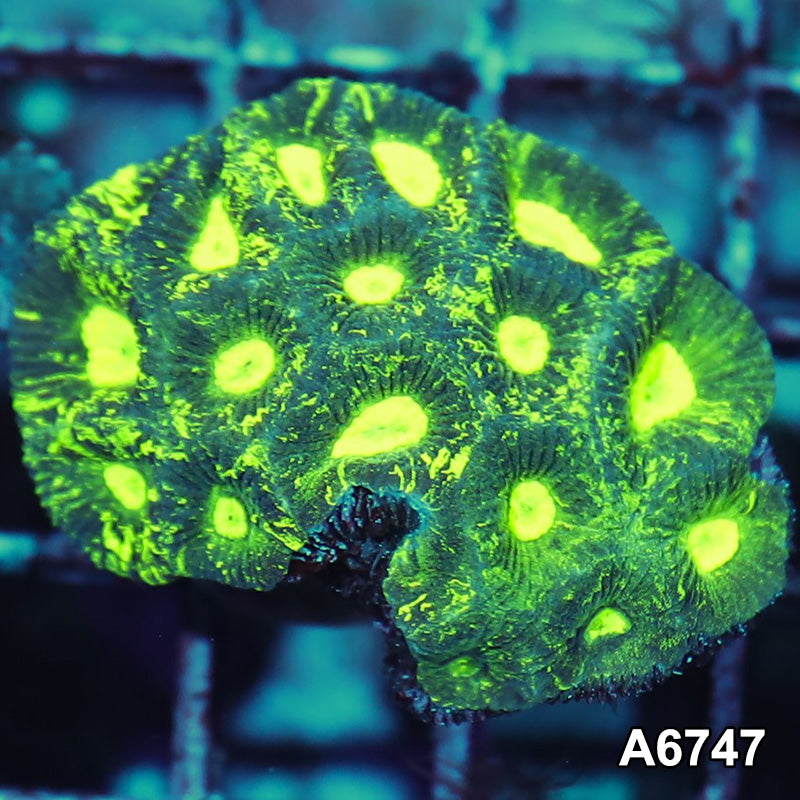 Item#A6747IN6747(S) WYSIWYG Auusie Ultra Toxic Splatter Goniastrea Mini Colony
