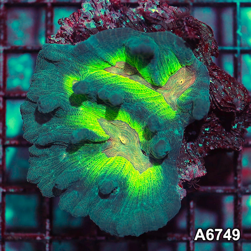 Item#A6749IN6749(S) WYSIWYG Indo Rainbow Pectinia Mini Colony