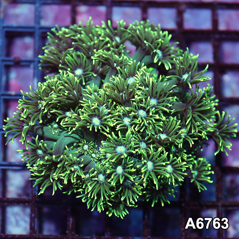 Item#A6763IN6763(M) WYSIWYG Aussie Ultra Tip Goniopora Colony