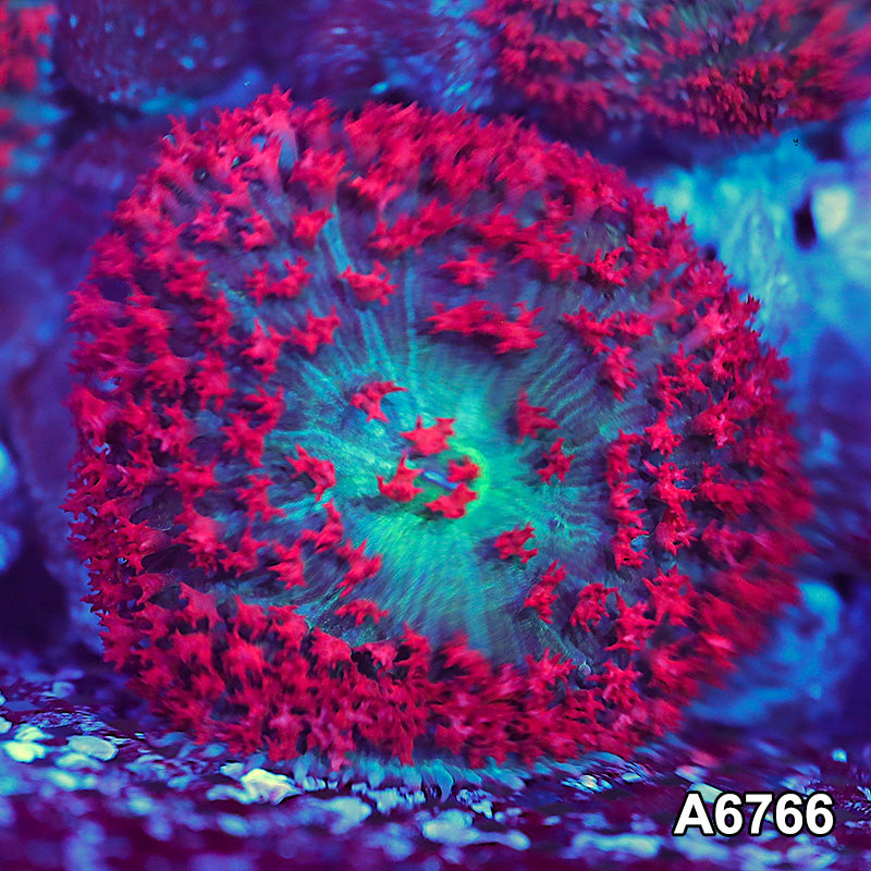 Item#A6766SP6766(M) WYSIWYG Florida St. Thomas Rhodactis Mushroom