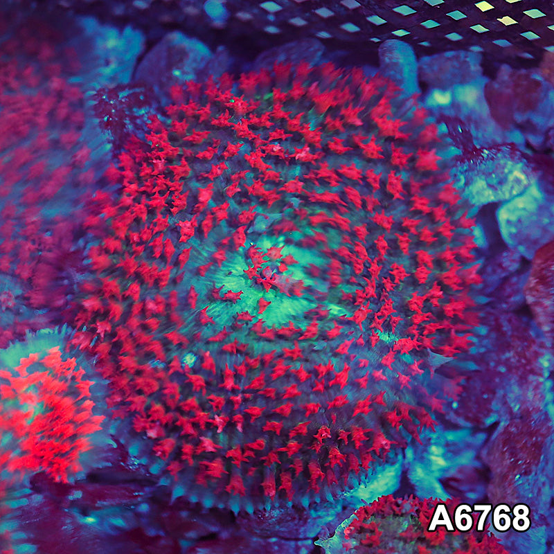 Item#A6768SP6768(M) WYSIWYG Florida St. Thomas Rhodactis Mushroom
