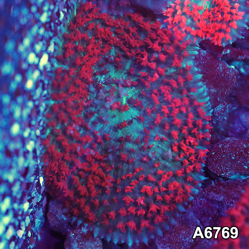 Item#A6769SP6769(M) WYSIWYG Florida St. Thomas Rhodactis Mushroom