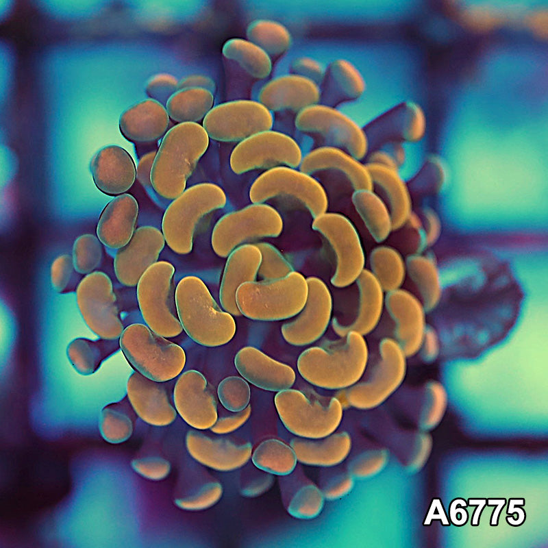 Item#A6775RW6775(S) Hand Selected Cultured Gold Branching Hammer Frag