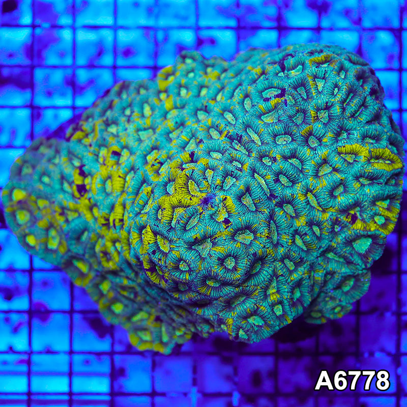 Item#A6778RW6778(L) WYSIWYG Aussie Ultra Unique Grafted Favia Colony