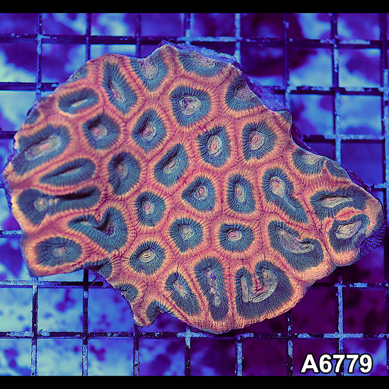 Item#A6779RW6779(M) WYSIWYG Aussie Ultra Reverse Prism Favia Colony