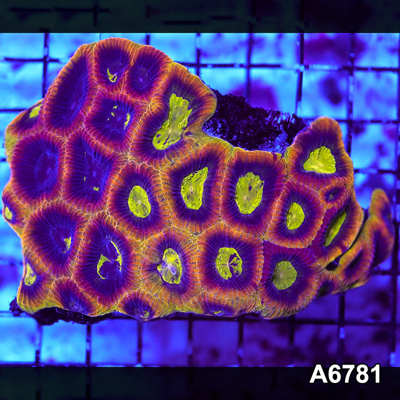 Item#A6781RW6781(M) WYSIWYG Aussie Ultra Unique Dragon Soul Prism Favia Colony