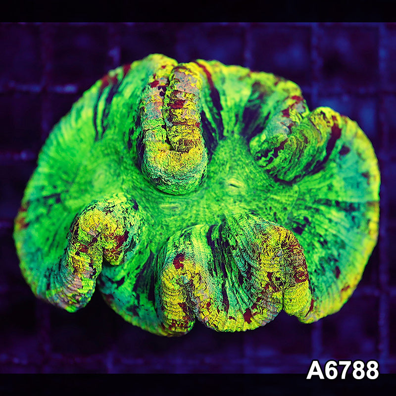 Item#A6788LW6788(M) WYSIWYG Aussie Unique Rainbow Trachyphyllia