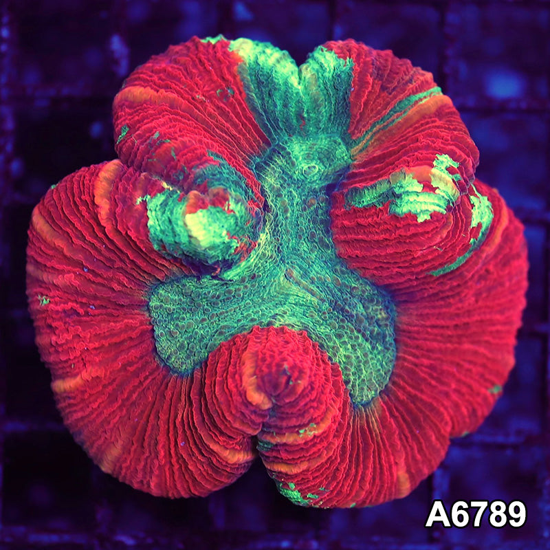 Item#A6789LW6789(M) WYSIWYG Aussie Ultra Trachyphyllia