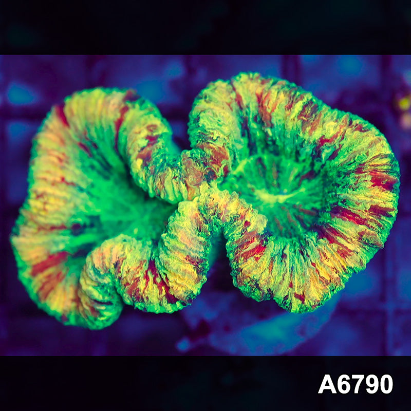 Item#A6790LW6790(M) WYSIWYG Aussie Unique Rainbow Trachyphyllia