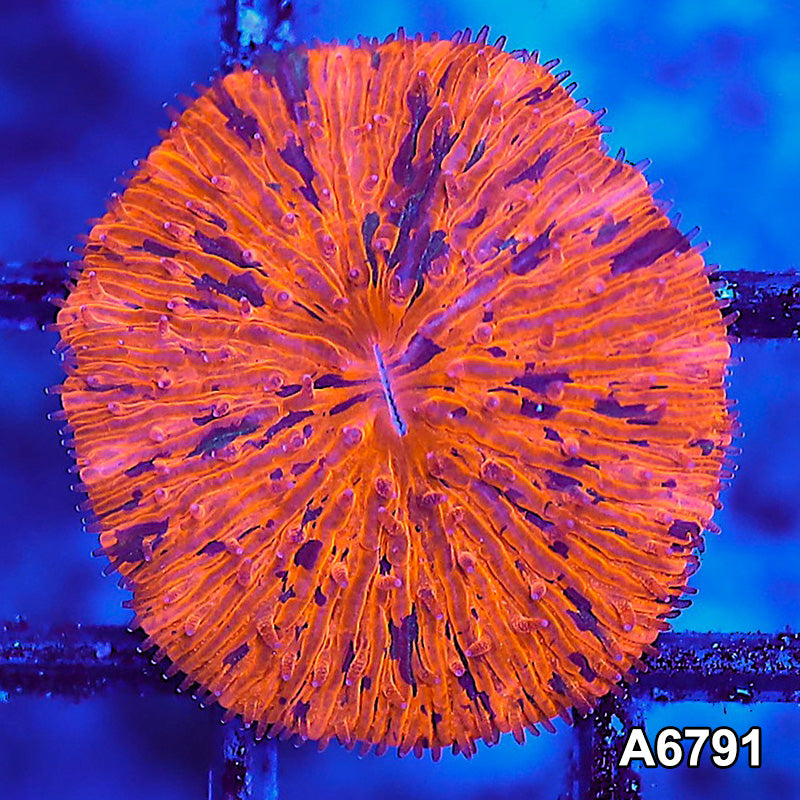 Item#A6791LW6791(XS) WYSIWYG Indo Ultra Unique Grafted Fungia
