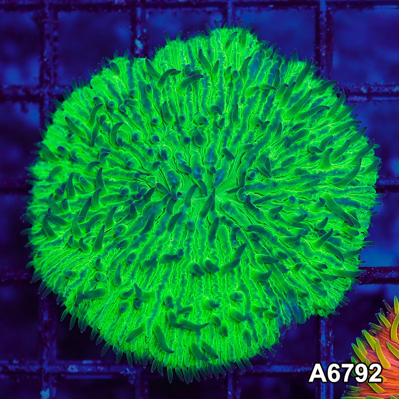 Item#A6792LW6792(S) WYSIWYG Indo Ultra Neon Fungia