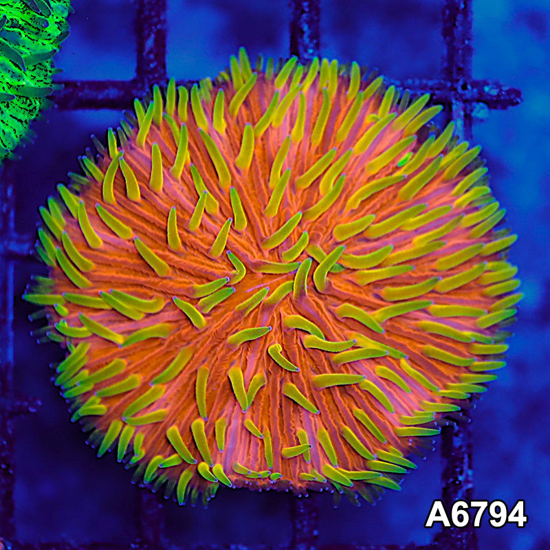 Item#A6794LW6794(S) WYSIWYG Indo Ultra Unique Yellow Tip Orange Hairy Fungia