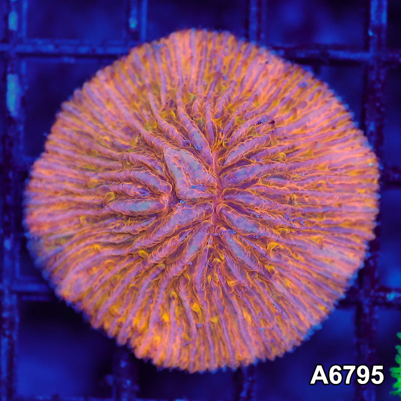 Item#A6795LW6795(S) WYSIWYG Indo Ultra Orange Fungia