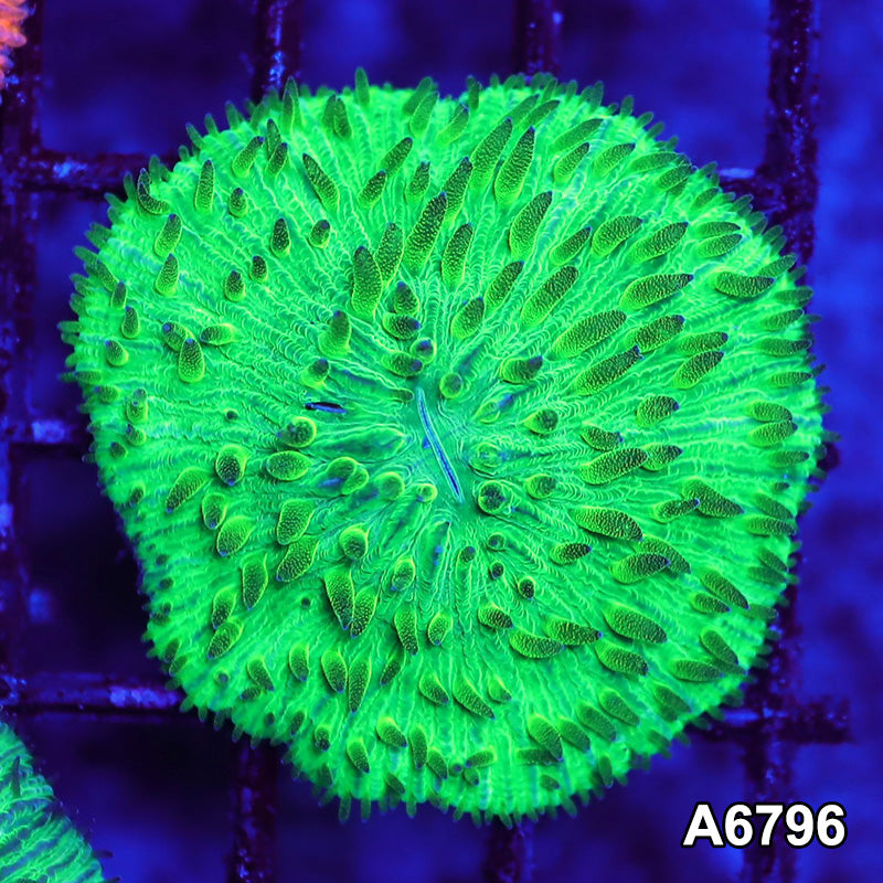 Item#A6796LW6796(S) WYSIWYG Indo Ultra Neon Fungia