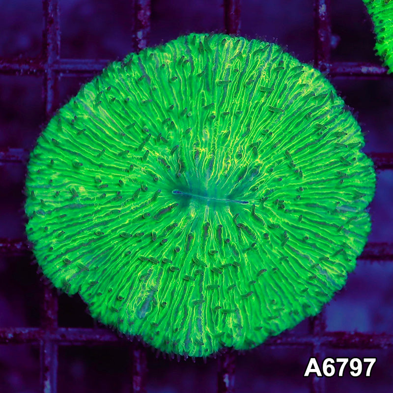 Item#A6797LW6797(S) WYSIWYG Indo Ultra Neon Fungia