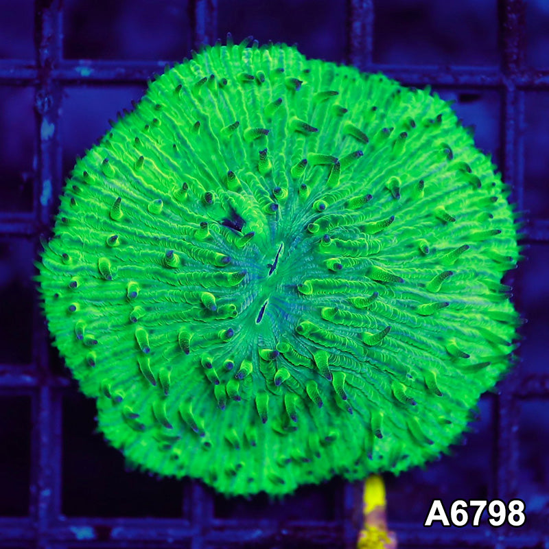 Item#A6798LW6798(S) WYSIWYG Indo Ultra Neon Fungia