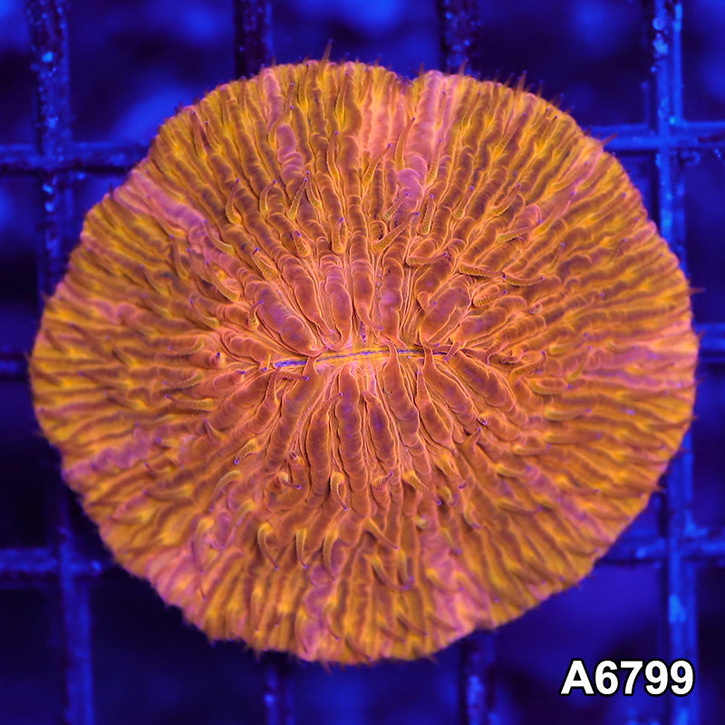 Item#A6799LW6799(S) WYSIWYG Indo Ultra Orange Fungia