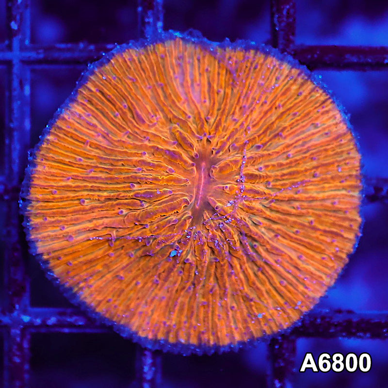 Item#A6800LW6800(S) WYSIWYG Indo Ultra Orange Fungia