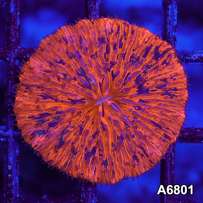 Item#A6801LW6801(S) WYSIWYG Indo Ultra Unique Grafted Fungia