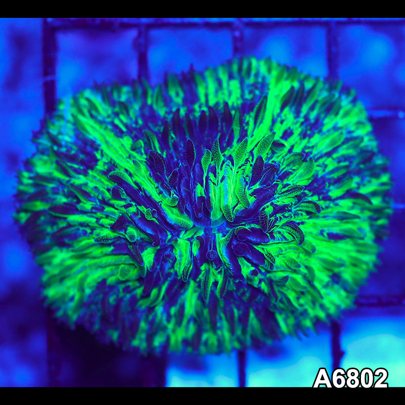 Item#A6802LW6802(S) WYSIWYG Indo Ultra Unique Grafted Fungia