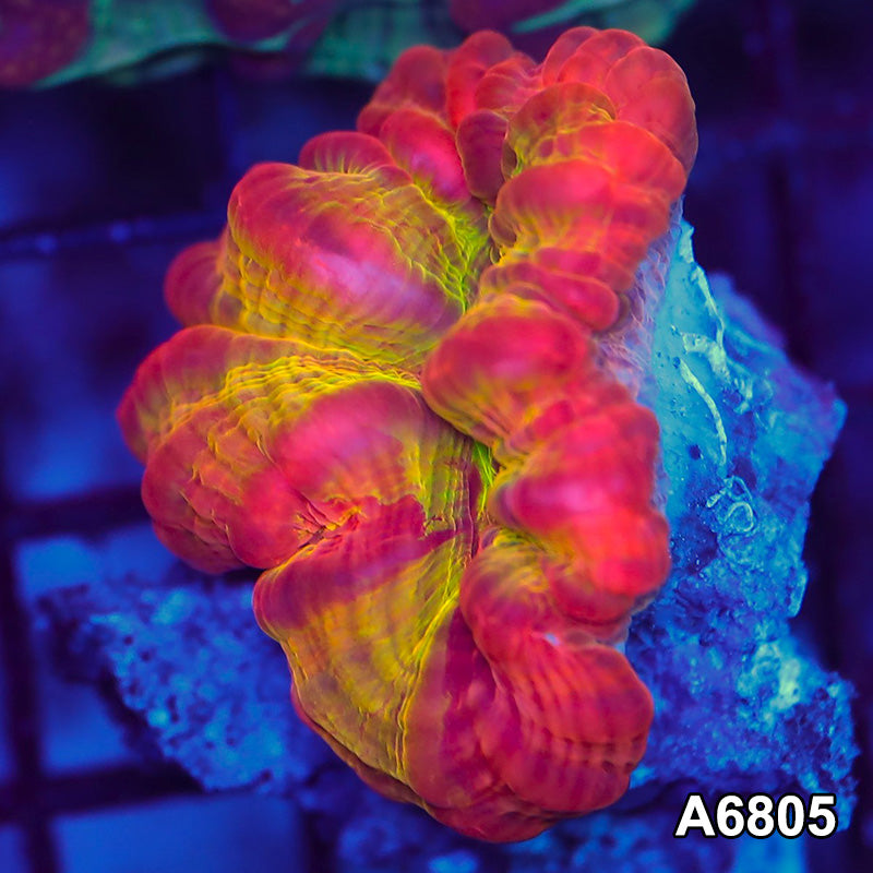 Item#A6805LW6805(S) WYSIWYG Indo Ultra Unique Cynarina