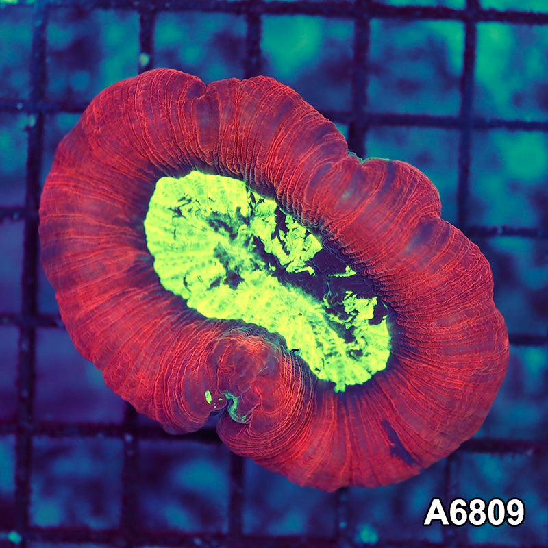 Item#A6809LW6809(M) WYSIWYG Indo Ultra Trachyphyllia