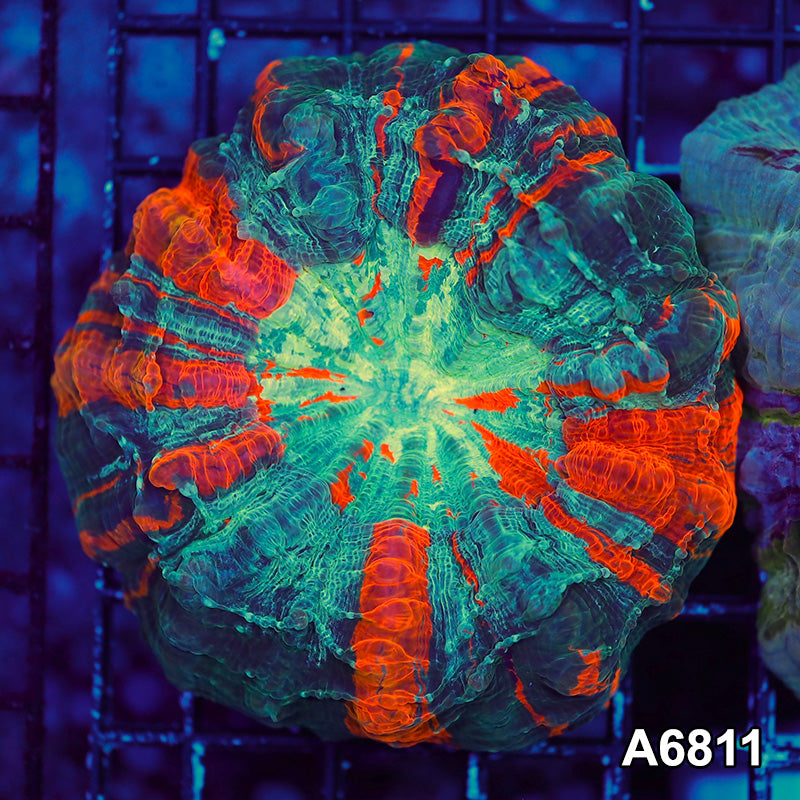 Item#A6811LW6811(S) WYSIWYG Indo Ultra Tiger Acanthophyllia