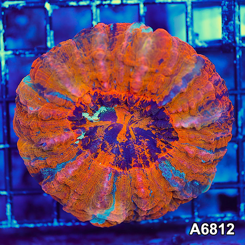 Item#A6812LW6812(S) WYSIWYG Indo Ultra Unique Reverse Tiger Acanthophyllia