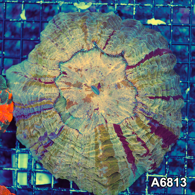 Item#A6813LW6813(L) WYSIWYG Indo Ultra Unique Acabthophyllia