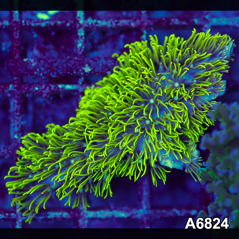 Item#A6824LW6824(S) WYSIWYG Indo Cultured Rare Branching GSP Frag