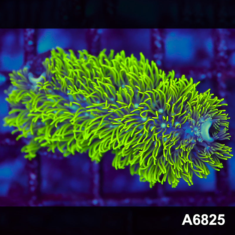 Item#A6825LW6825(S) WYSIWYG Indo Cultured Cultured Rare Branching GSP Frag