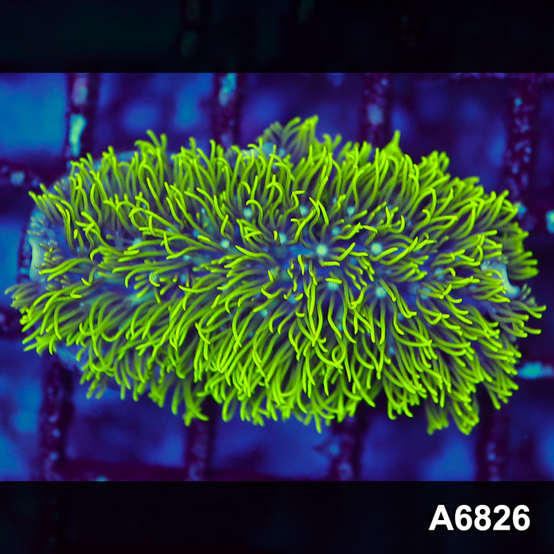 Item#A6826LW6826(S) WYSIWYG Indo Cultured Cultured Rare Branching GSP Frag