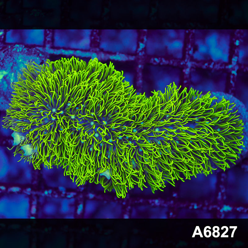 Item#A6827LW6827(S) WYSIWYG Indo Cultured Cultured Rare Branching GSP Frag