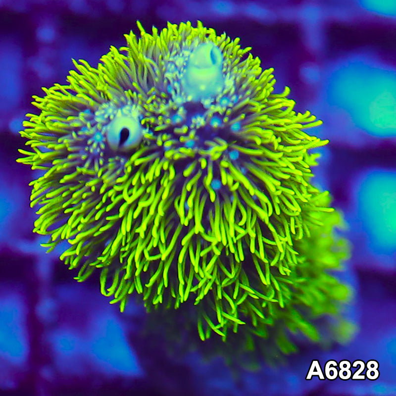 Item#A6828LW6828(S) WYSIWYG Indo Cultured Cultured Rare Branching GSP Frag