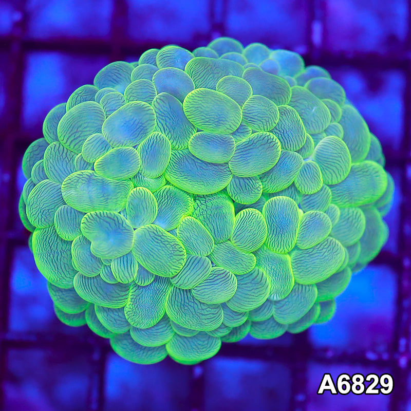 Item#A6829LW6829(S) WYSIWYG Indo Ultra Bubble Coral
